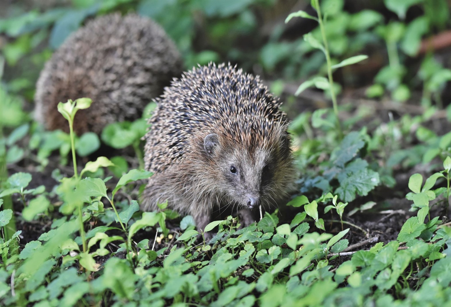 Que mange un hérisson ? Alimentation naturelle et bons réflexes au jardin