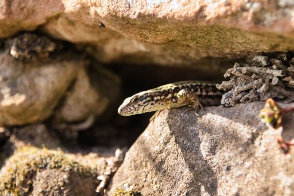 Que mangent les lézards ? Leur alimentation et leur utilité au jardin