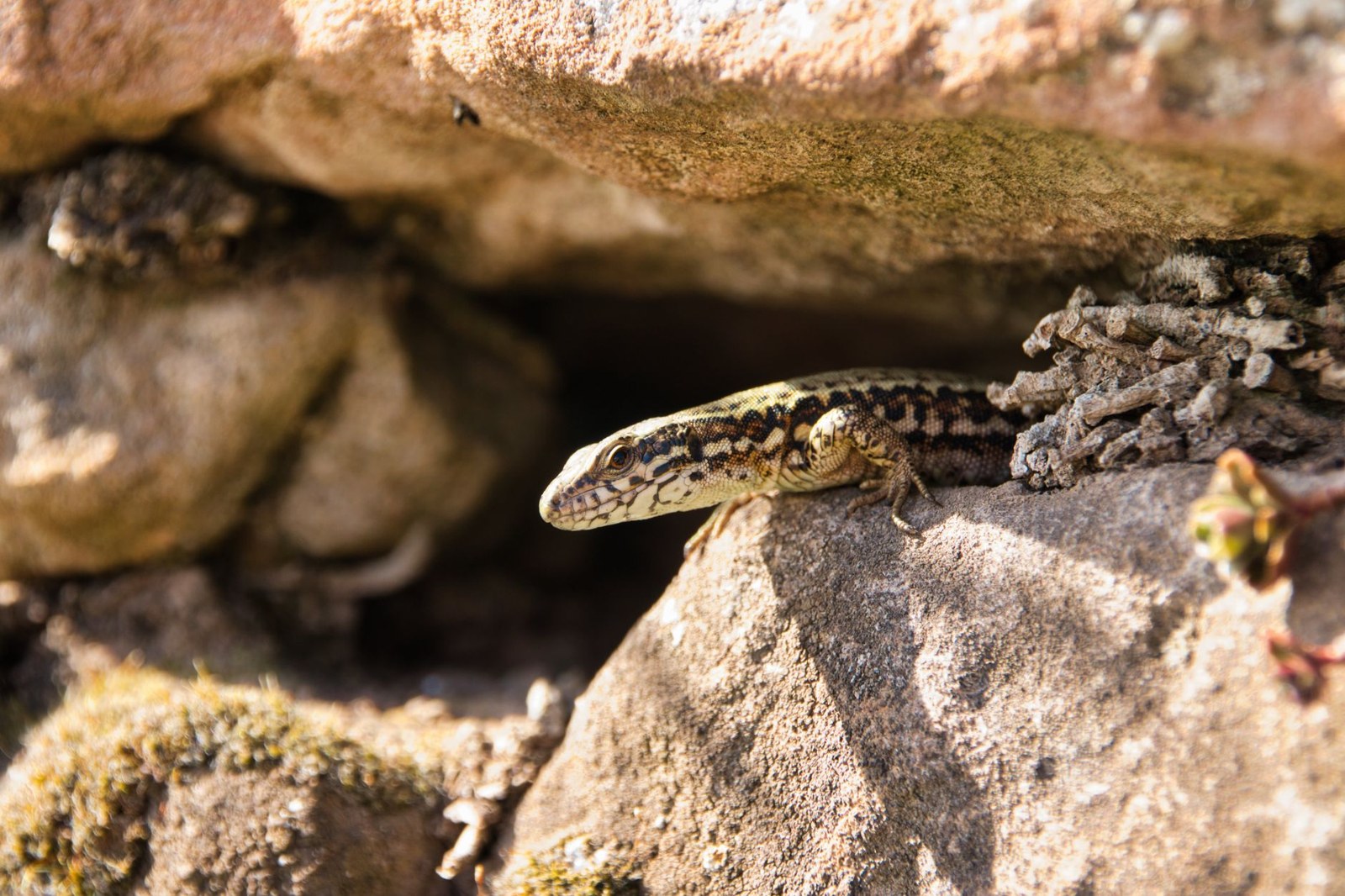Que mangent les lézards ? Leur alimentation et leur utilité au jardin