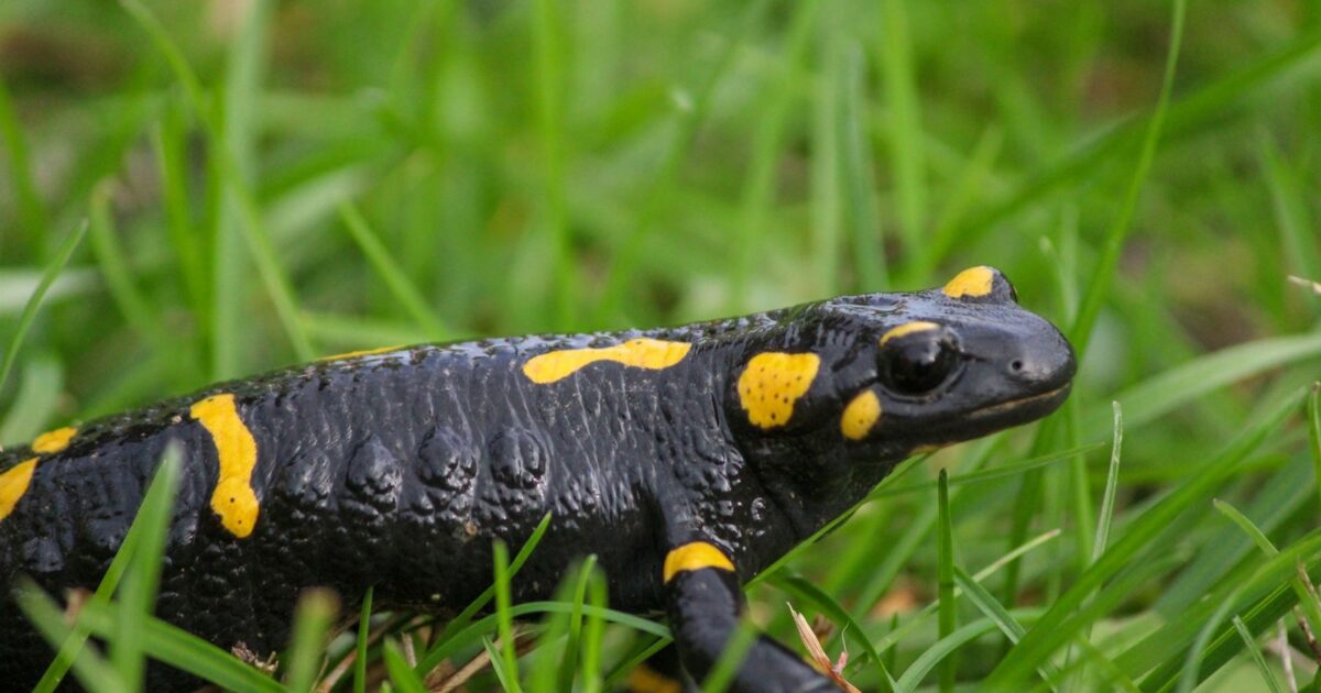 Biodiversité en Poitou-Charentes