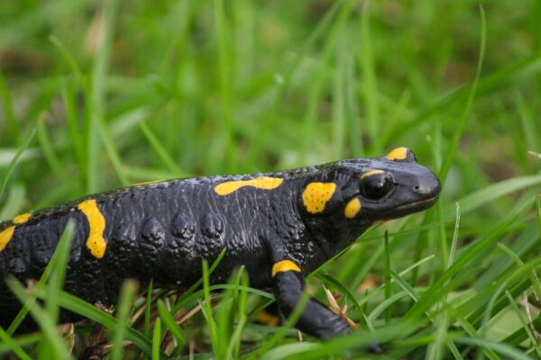 Salamandre ou triton : différences, habitats et observation responsable