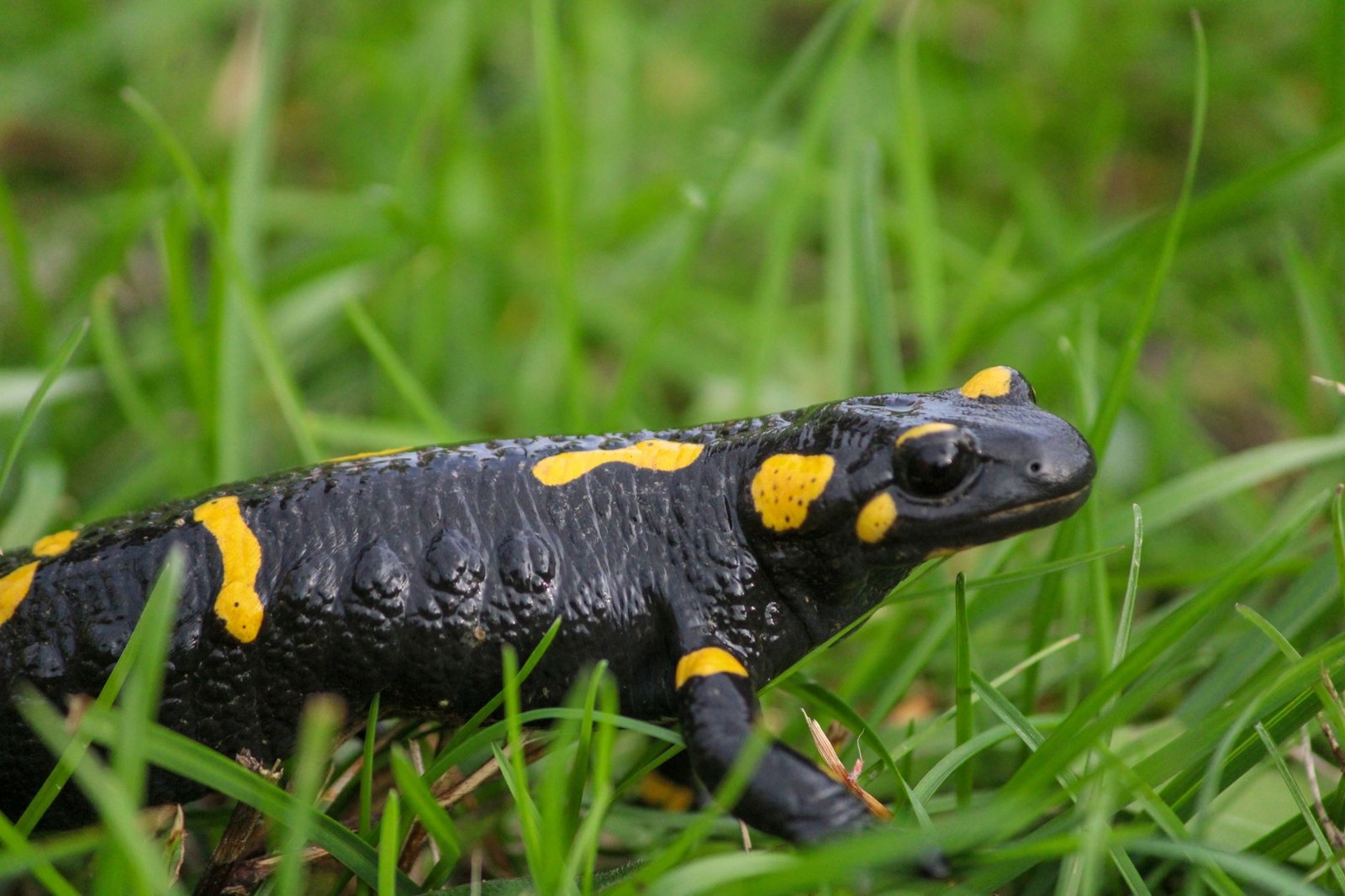 Salamandre ou triton : différences, habitats et observation responsable